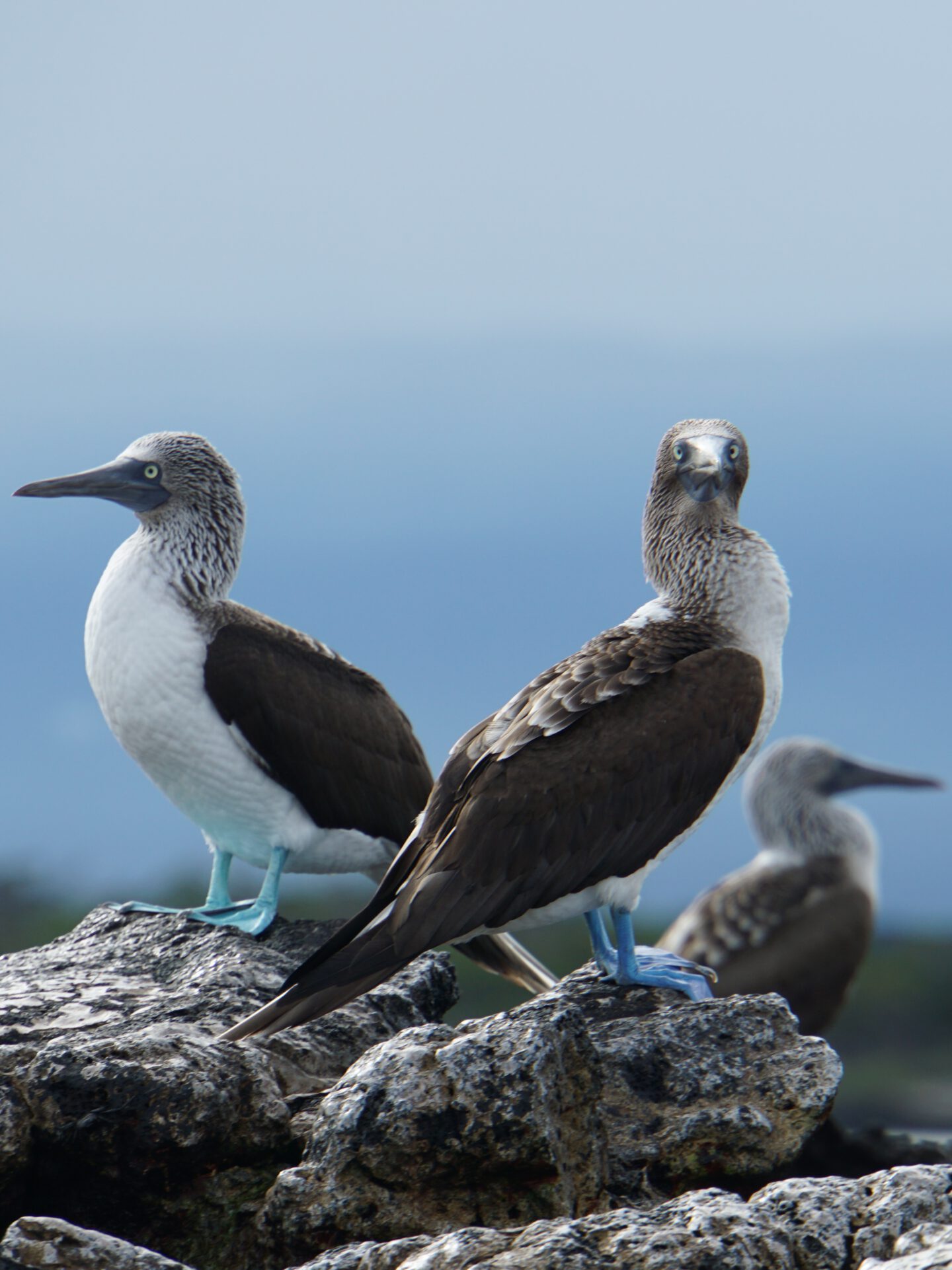 Galápagos independently at Punta Morena on Isabela